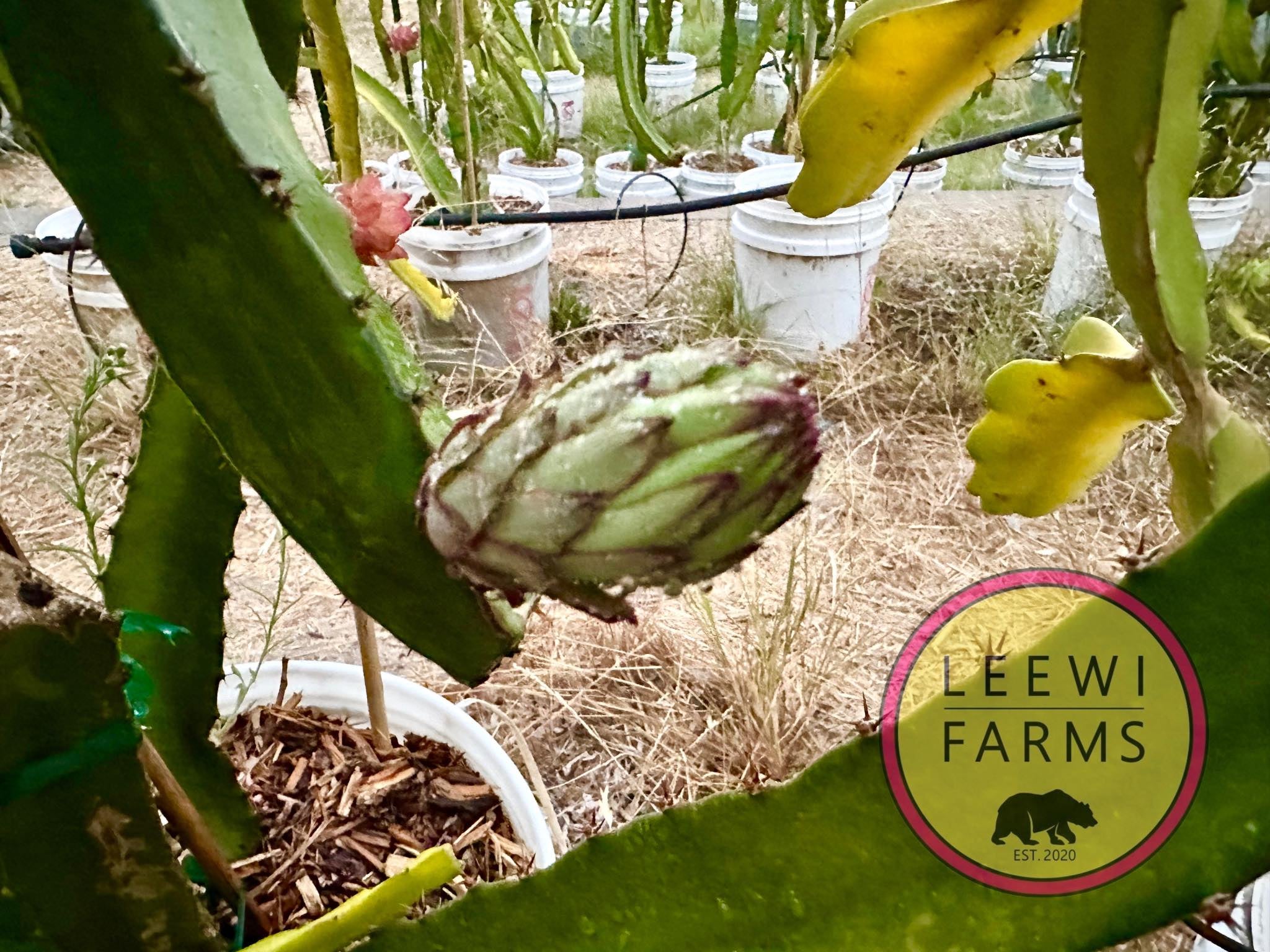 Enigma | Leewi Farms