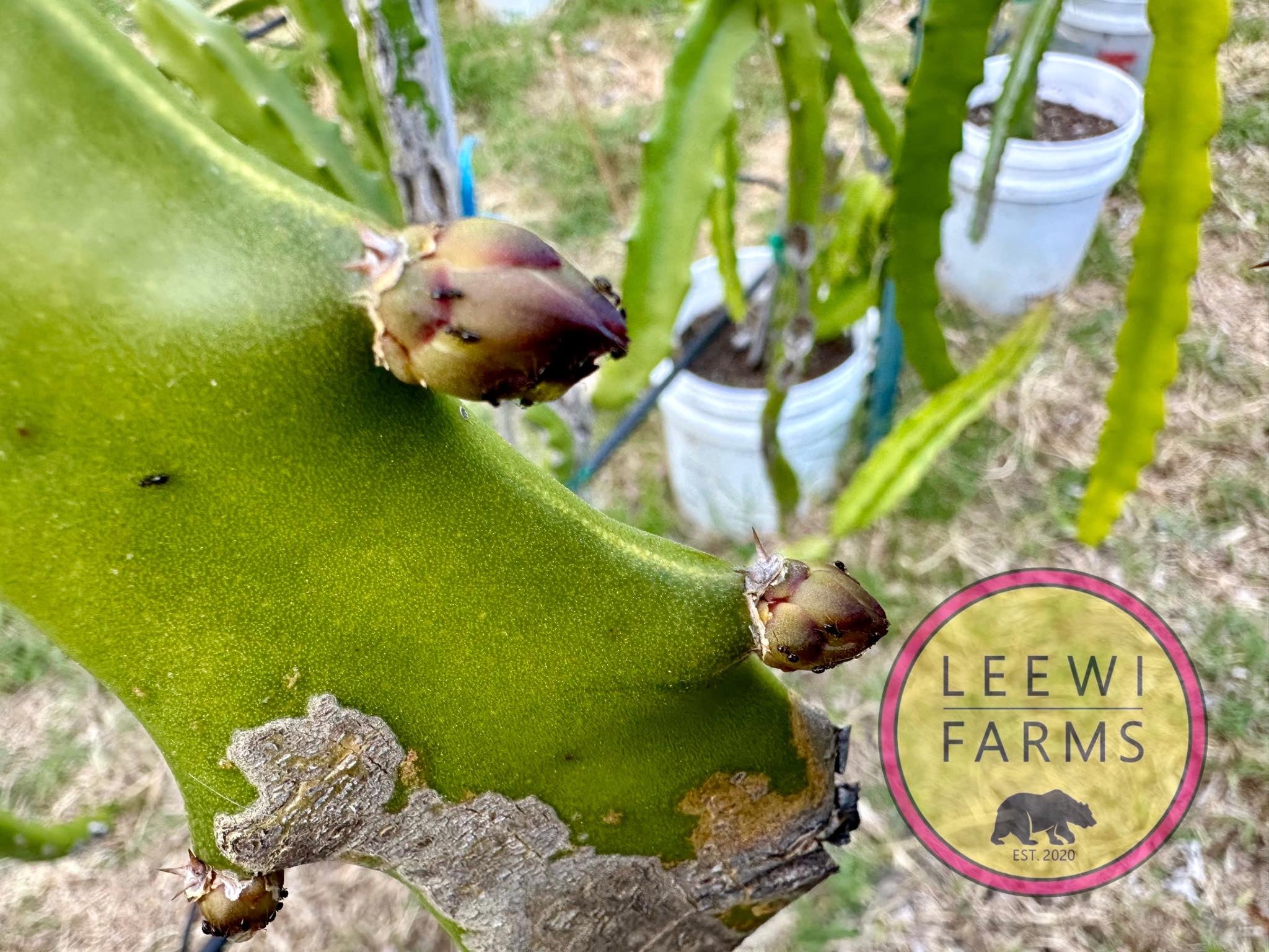 Hana | Leewi Farms