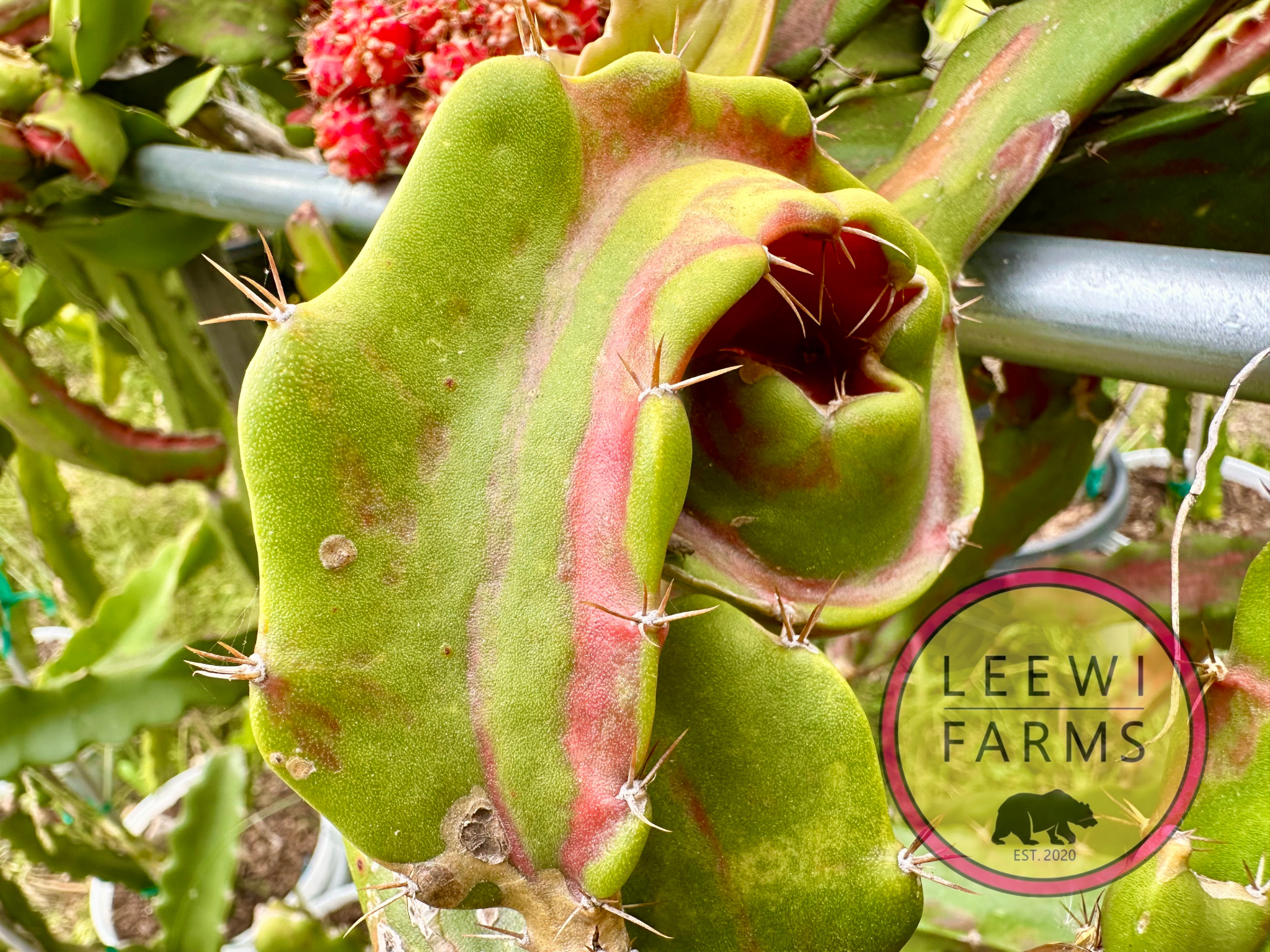Chimera | Leewi Farms