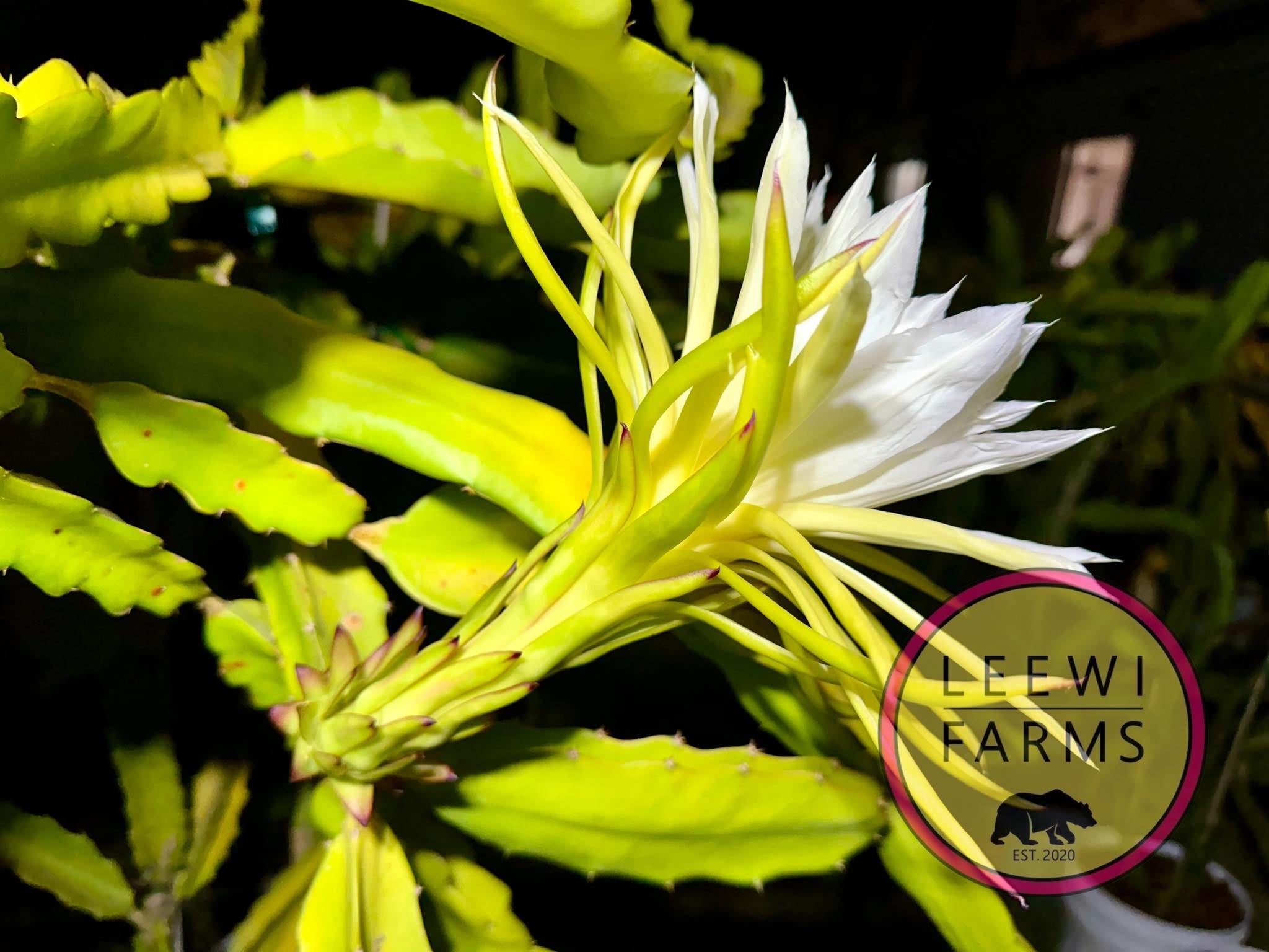 果物 Leo Leo's Best Red | Leewi Farms