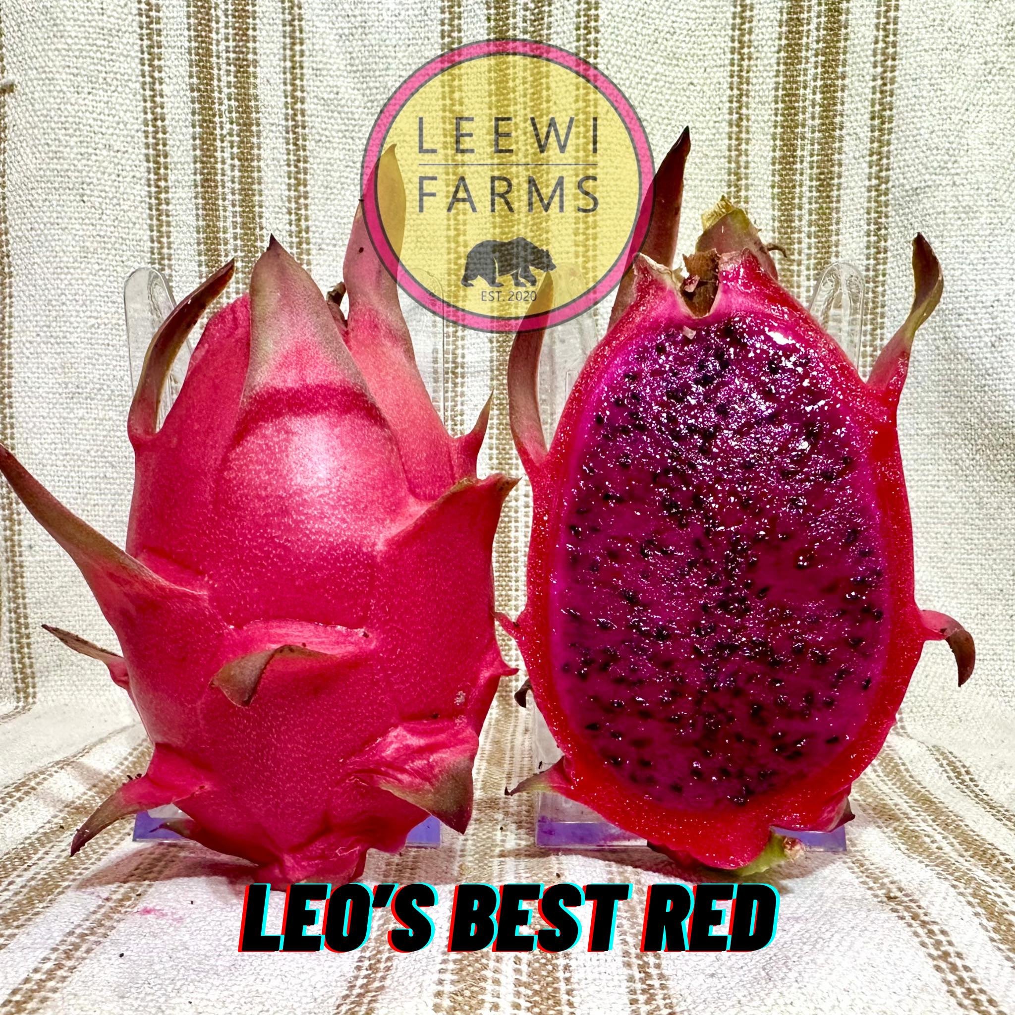 果物 Leo Leo's Best Red | Leewi Farms