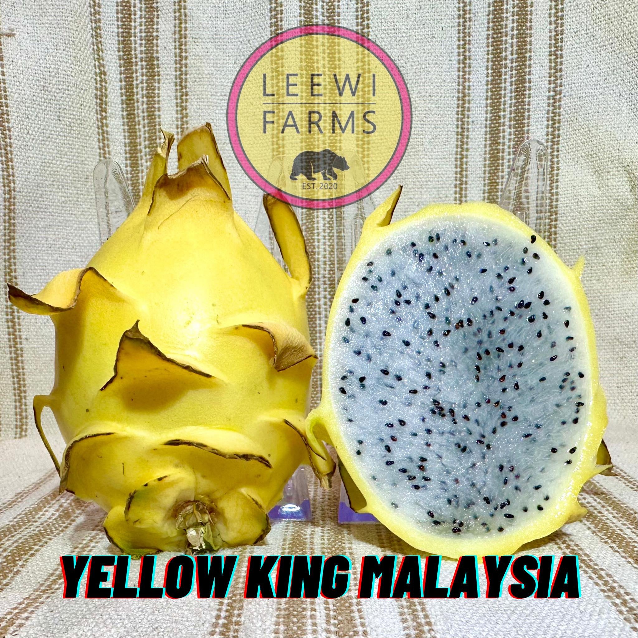 Yellow King Saudi Arabia イチジク苗木 Yellow King Saudi Arabia