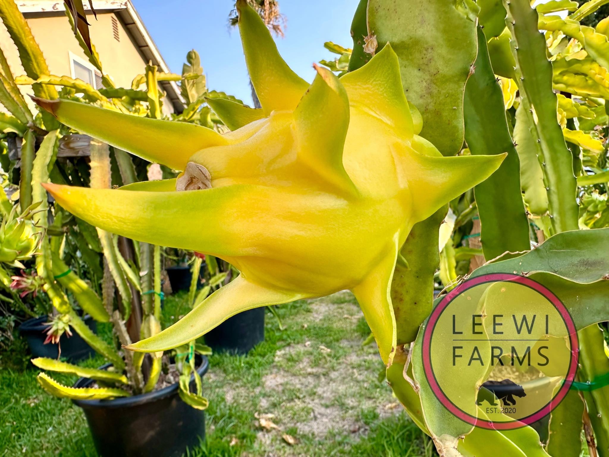 Yellow King 皇龍果 | Leewi Farms