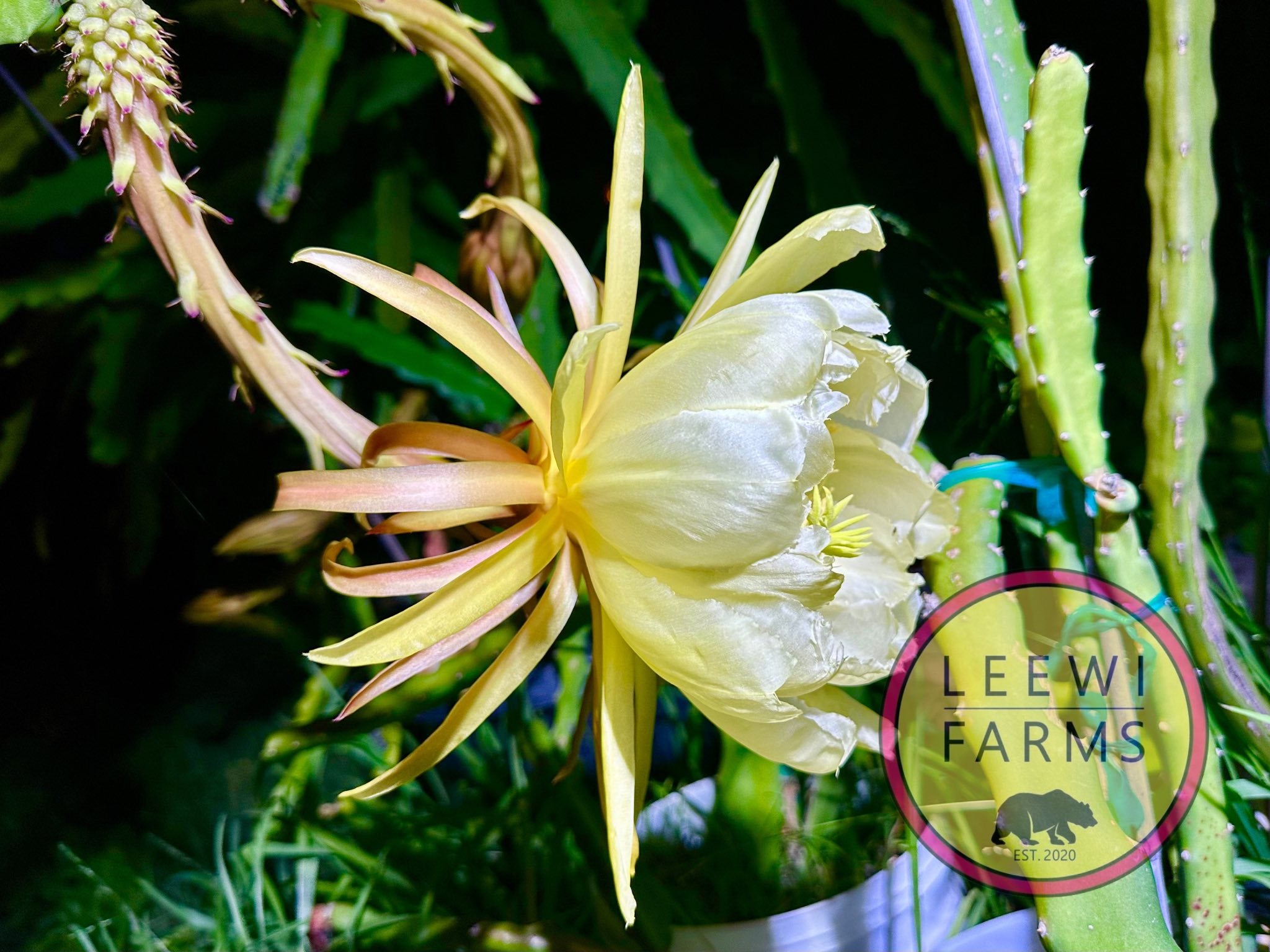 Frankies Red | Leewi Farms
