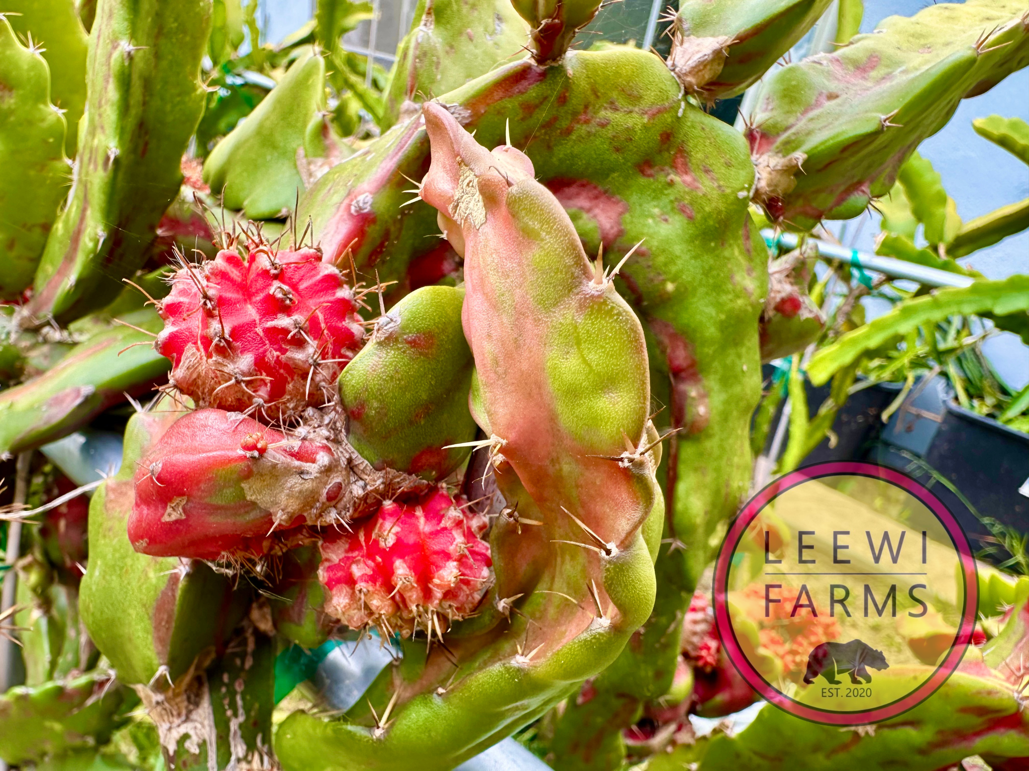 prickly pear cactus for sale Prickly Pear Cactus
