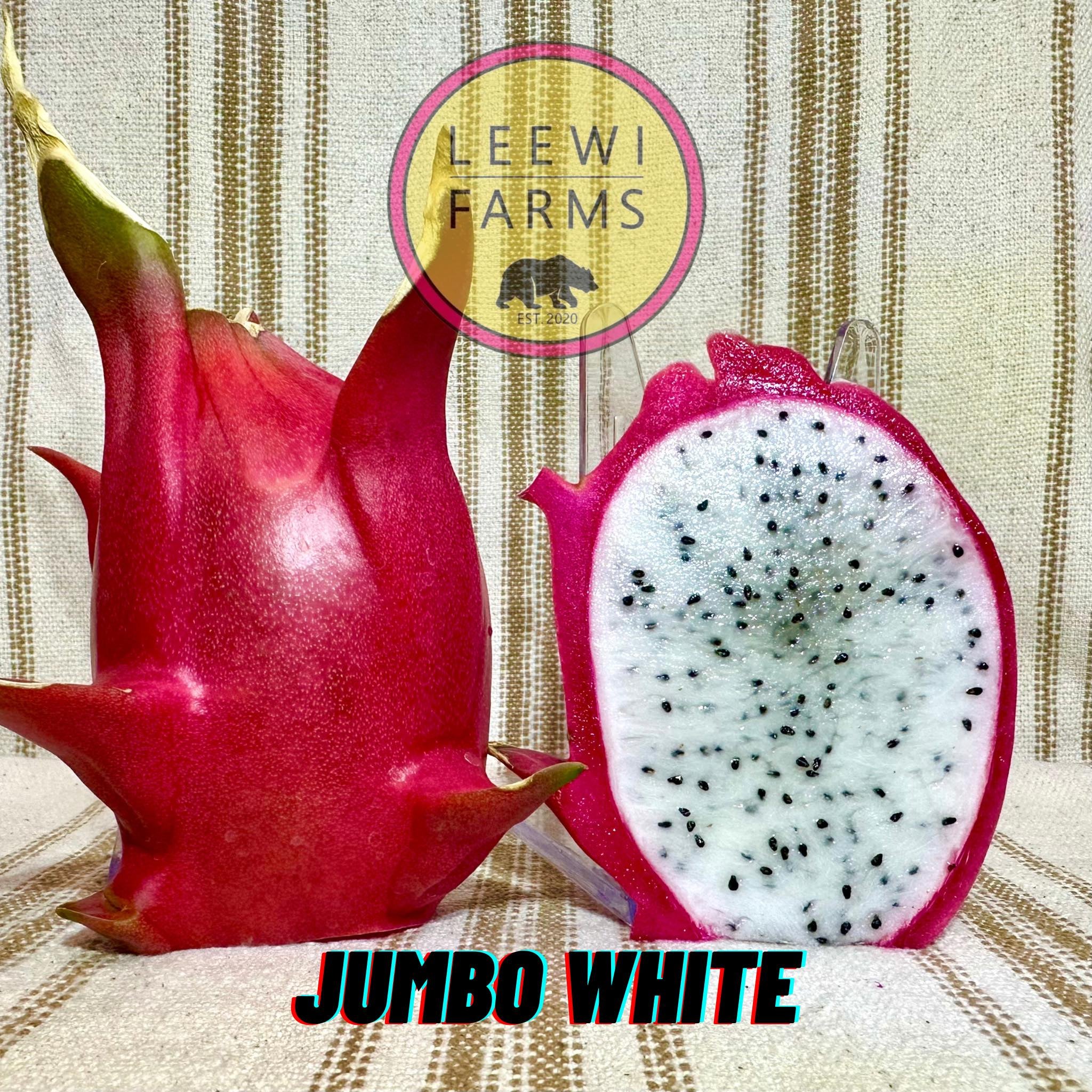 jumbo-white-leewi-farms