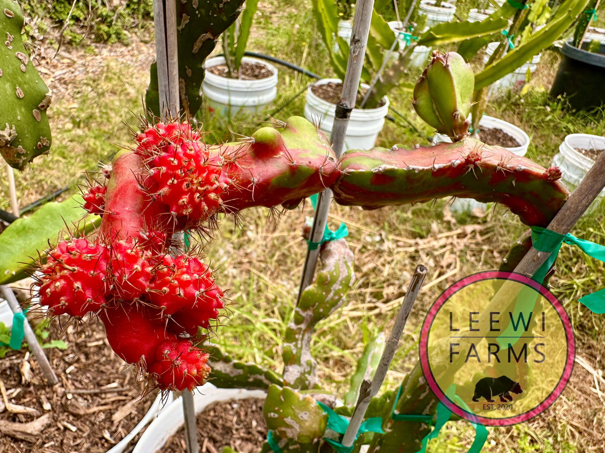 Chimera | Leewi Farms