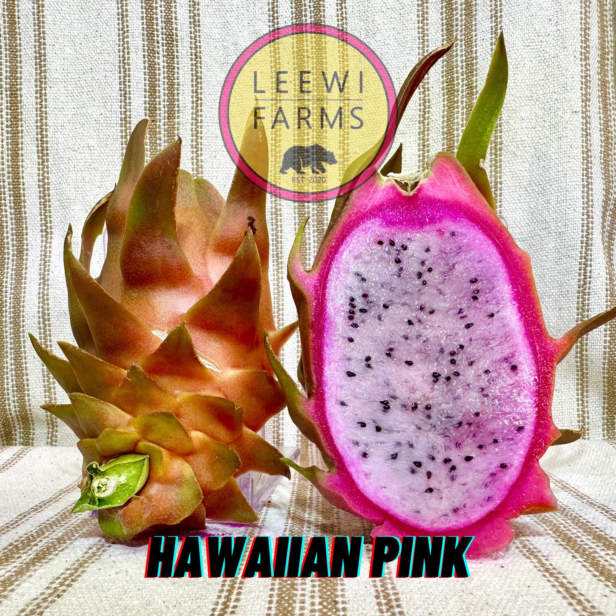 【pink hawaii】 Pink Hawaii Warriors 20