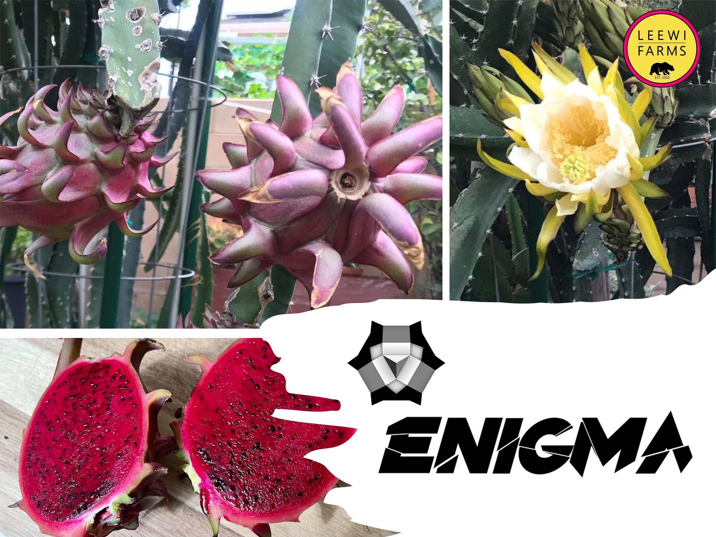 Enigma | Leewi Farms