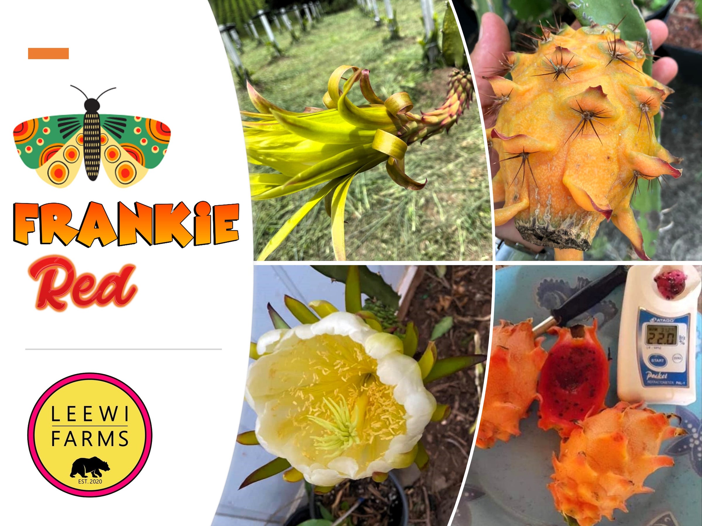 Frankies Red | Leewi Farms