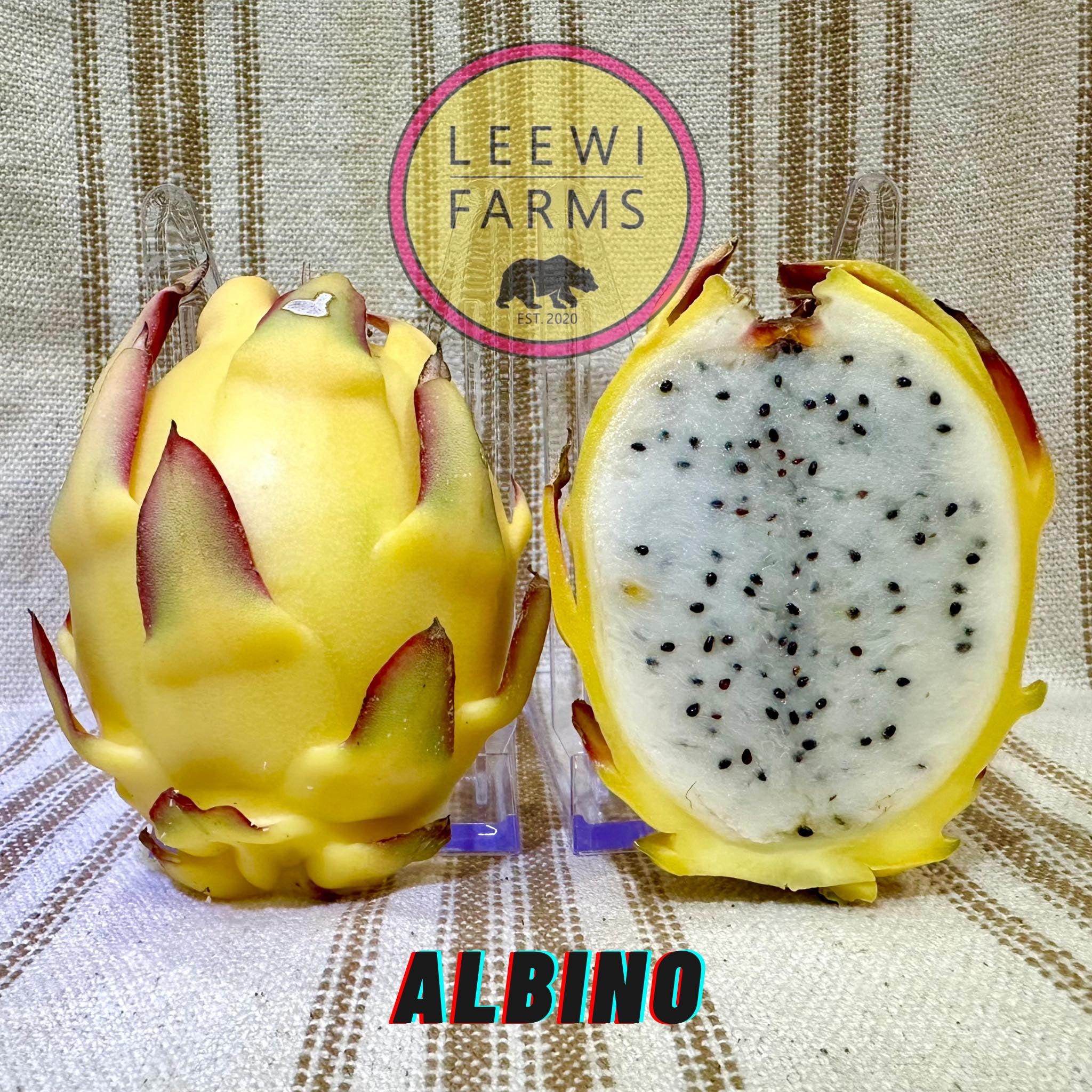 albino-leewi-farms
