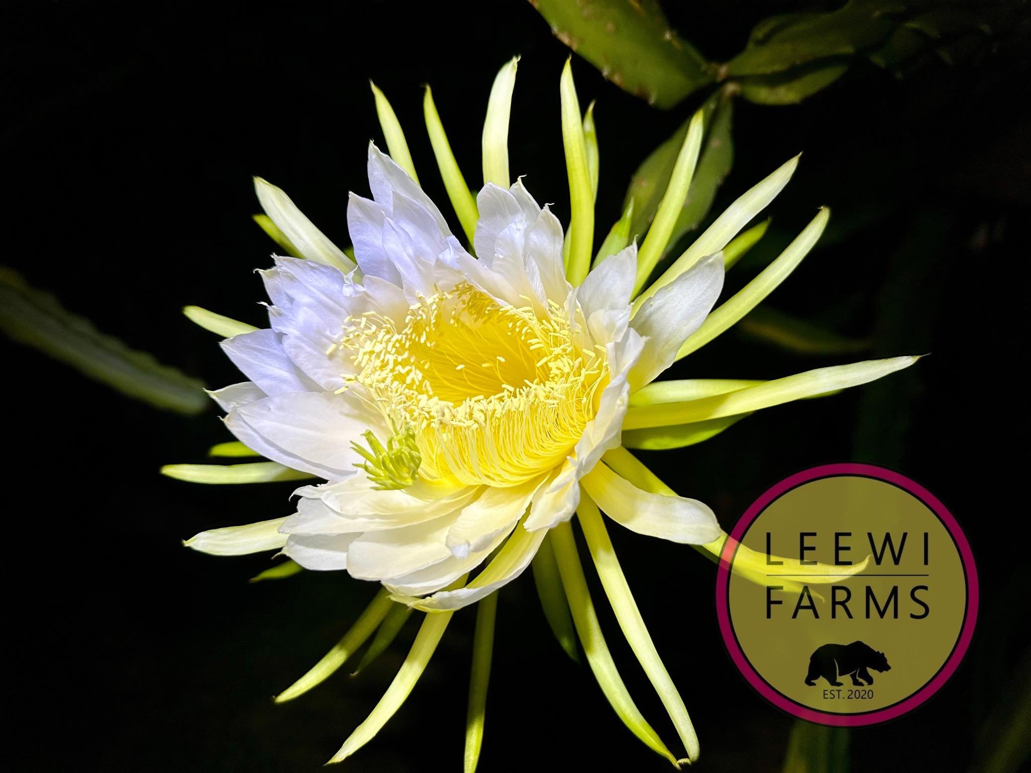 Hawaiian Pink | Leewi Farms