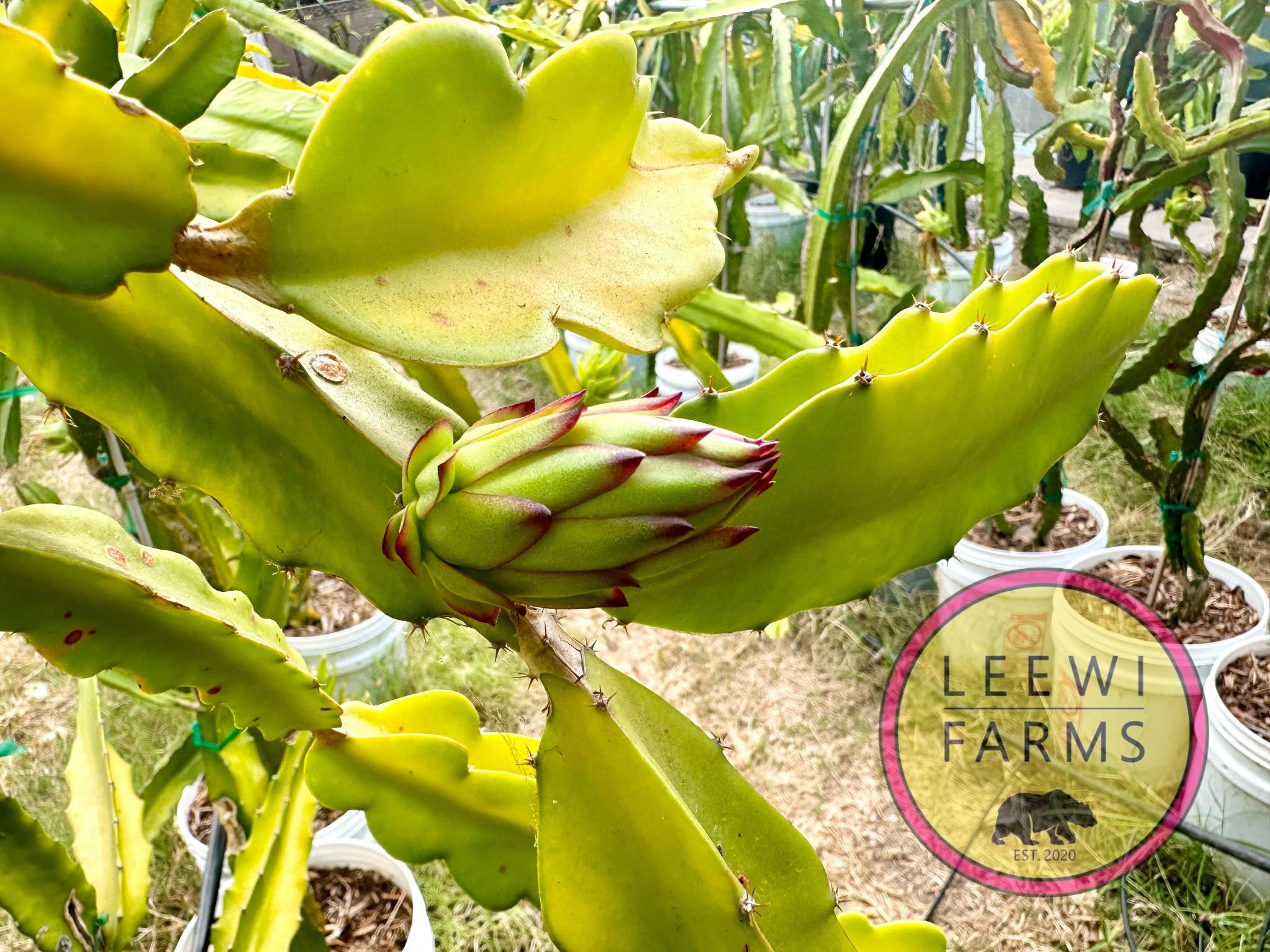 Leo's Best Red | Leewi Farms