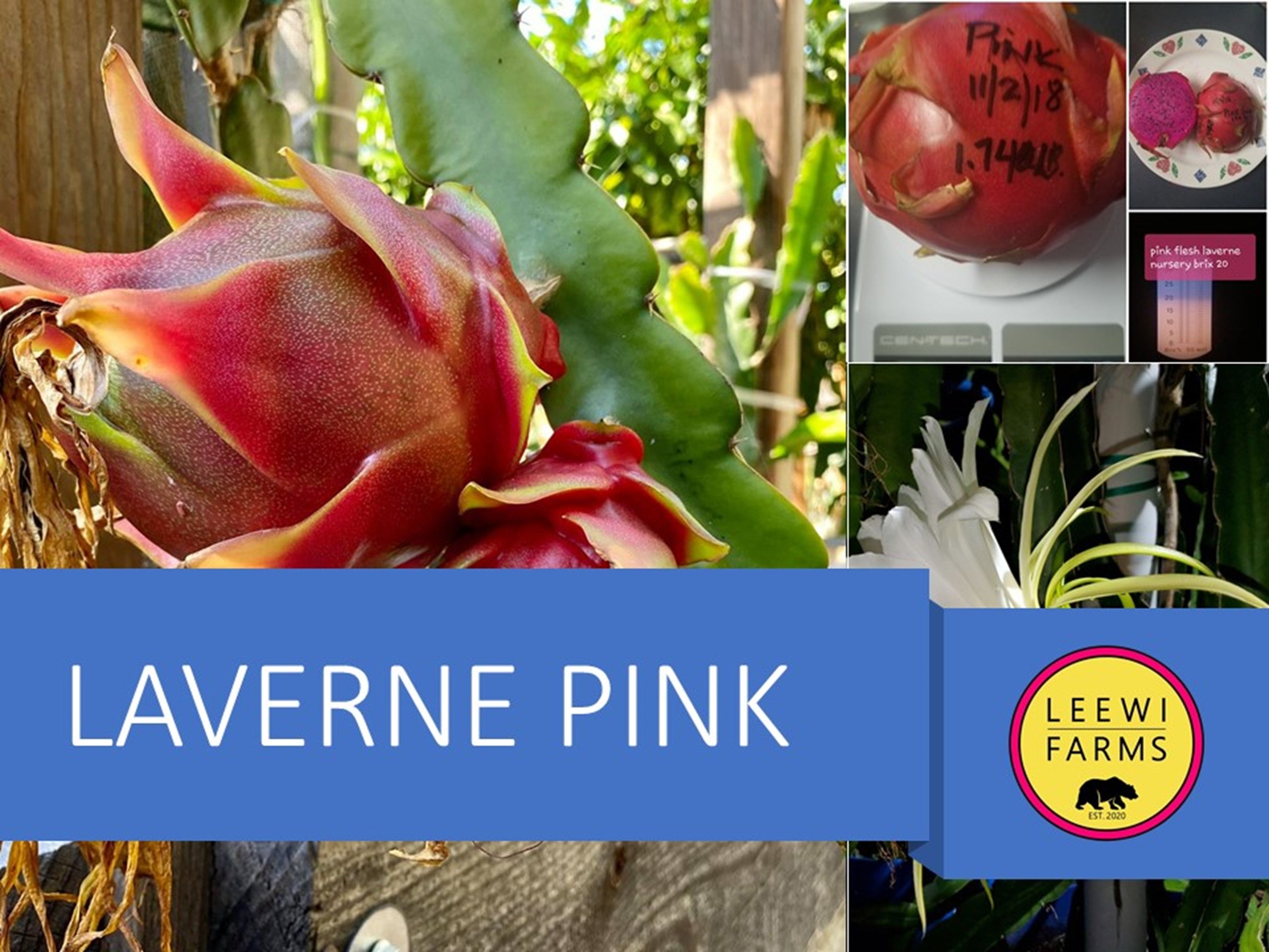 Laverne Pink | Leewi Farms