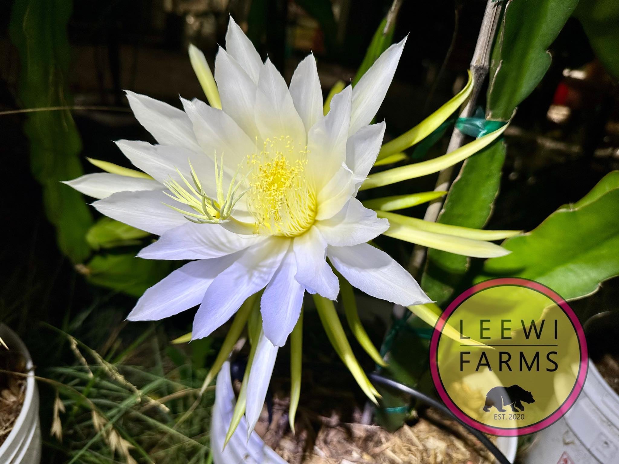 Townsend Pink | Leewi Farms