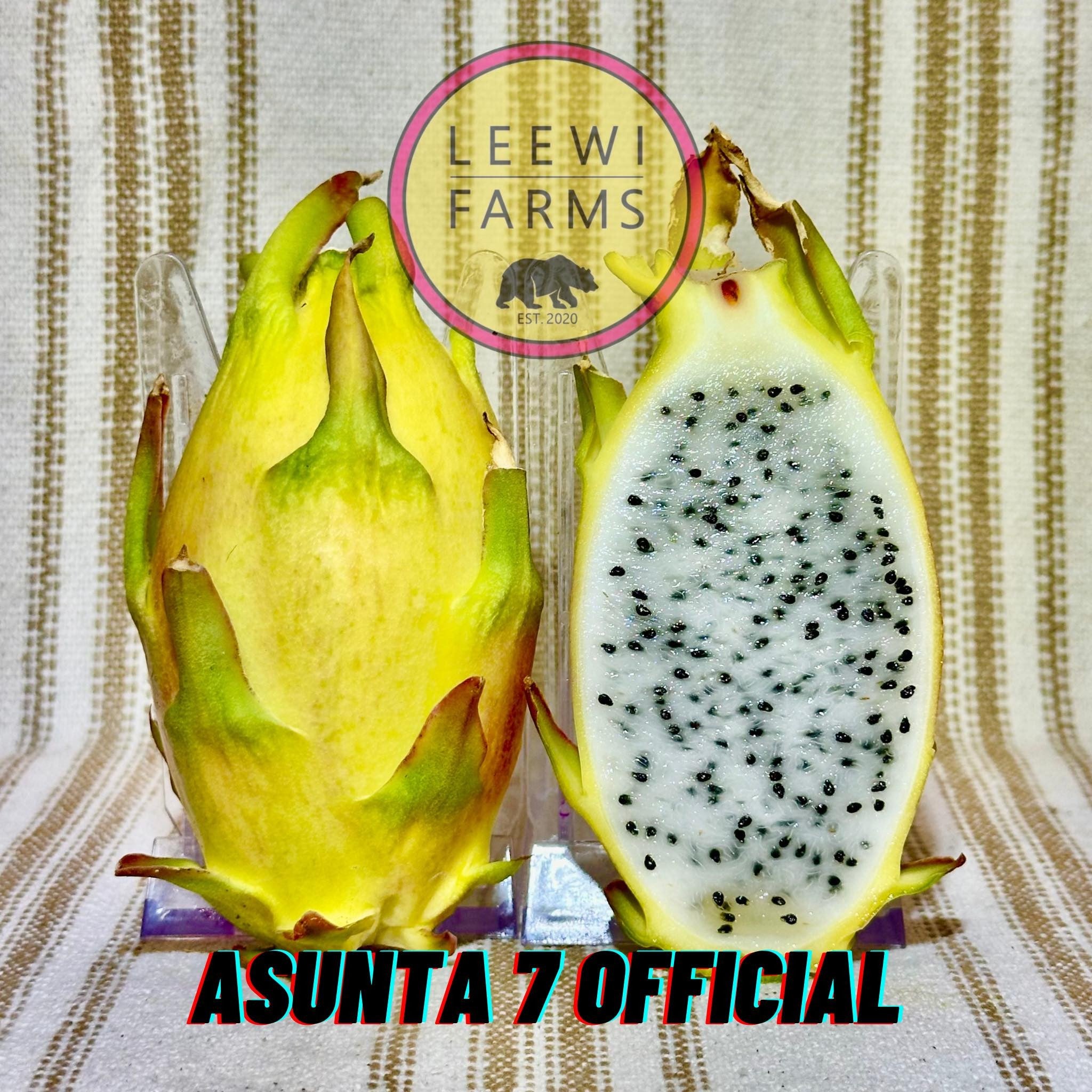 Asunta 7 Official | Leewi Farms