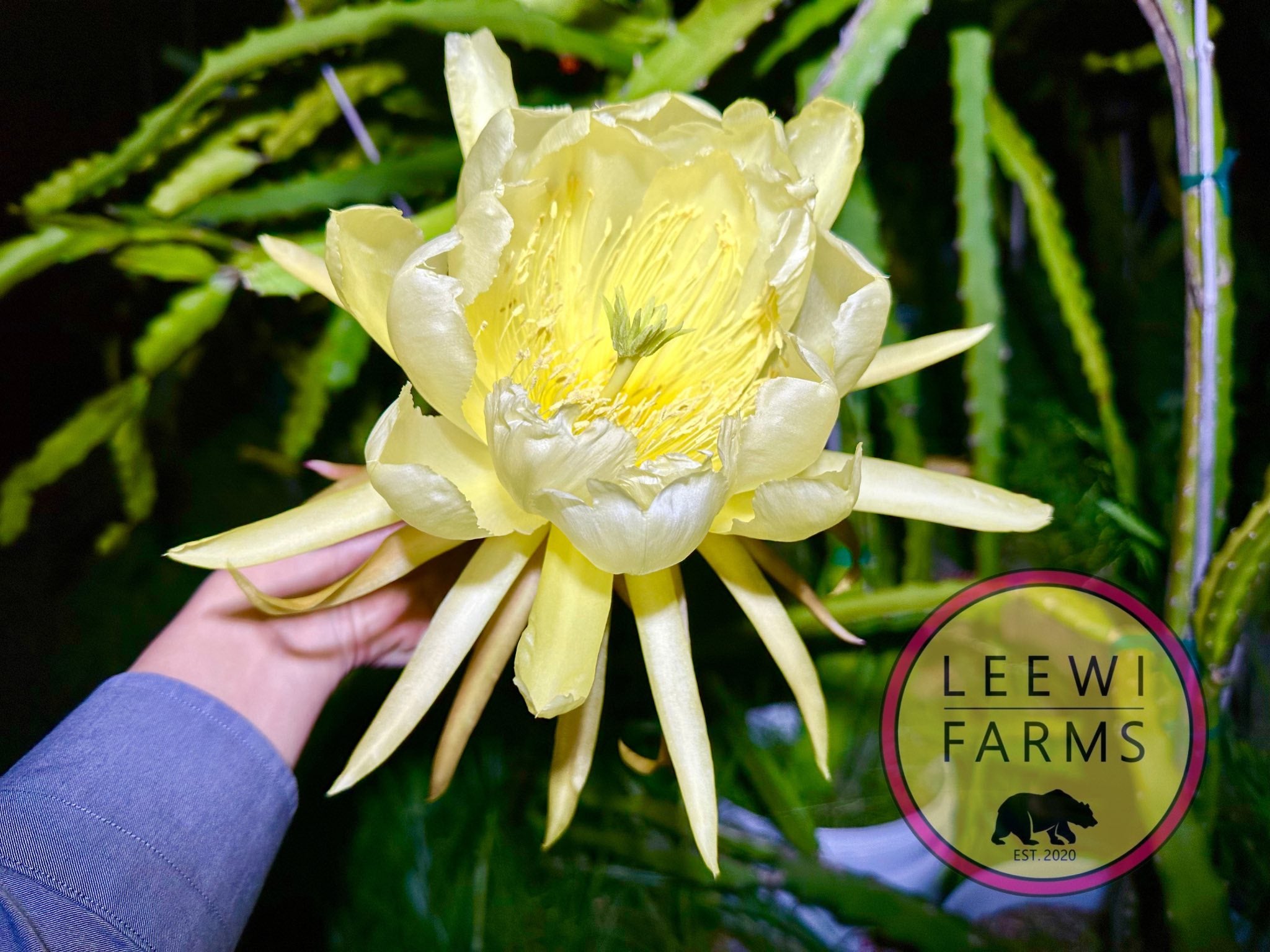 Frankies Red | Leewi Farms