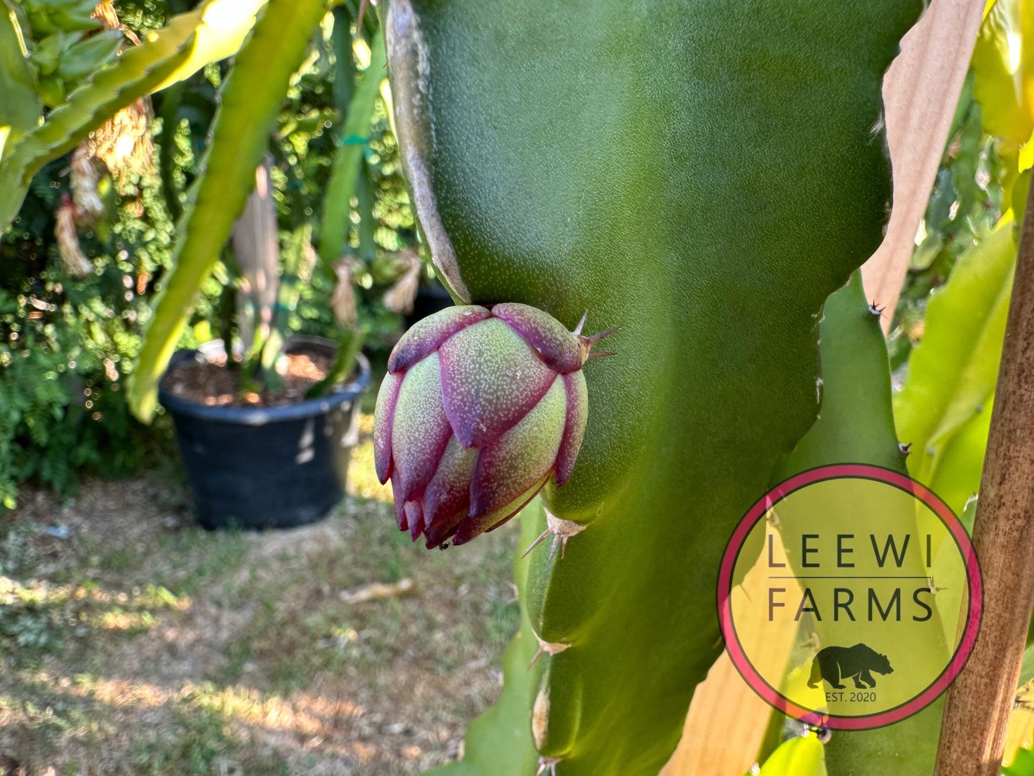A5 Fire | Leewi Farms