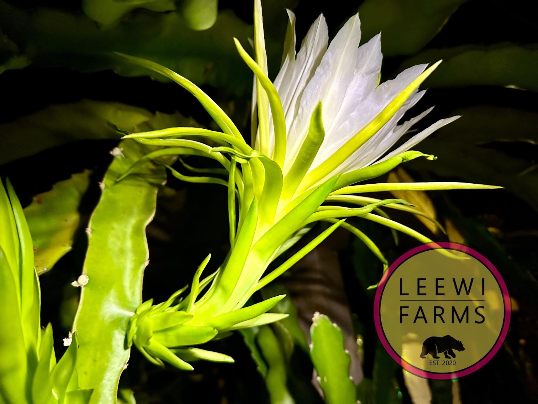 Yellow King 皇龍果 | Leewi Farms