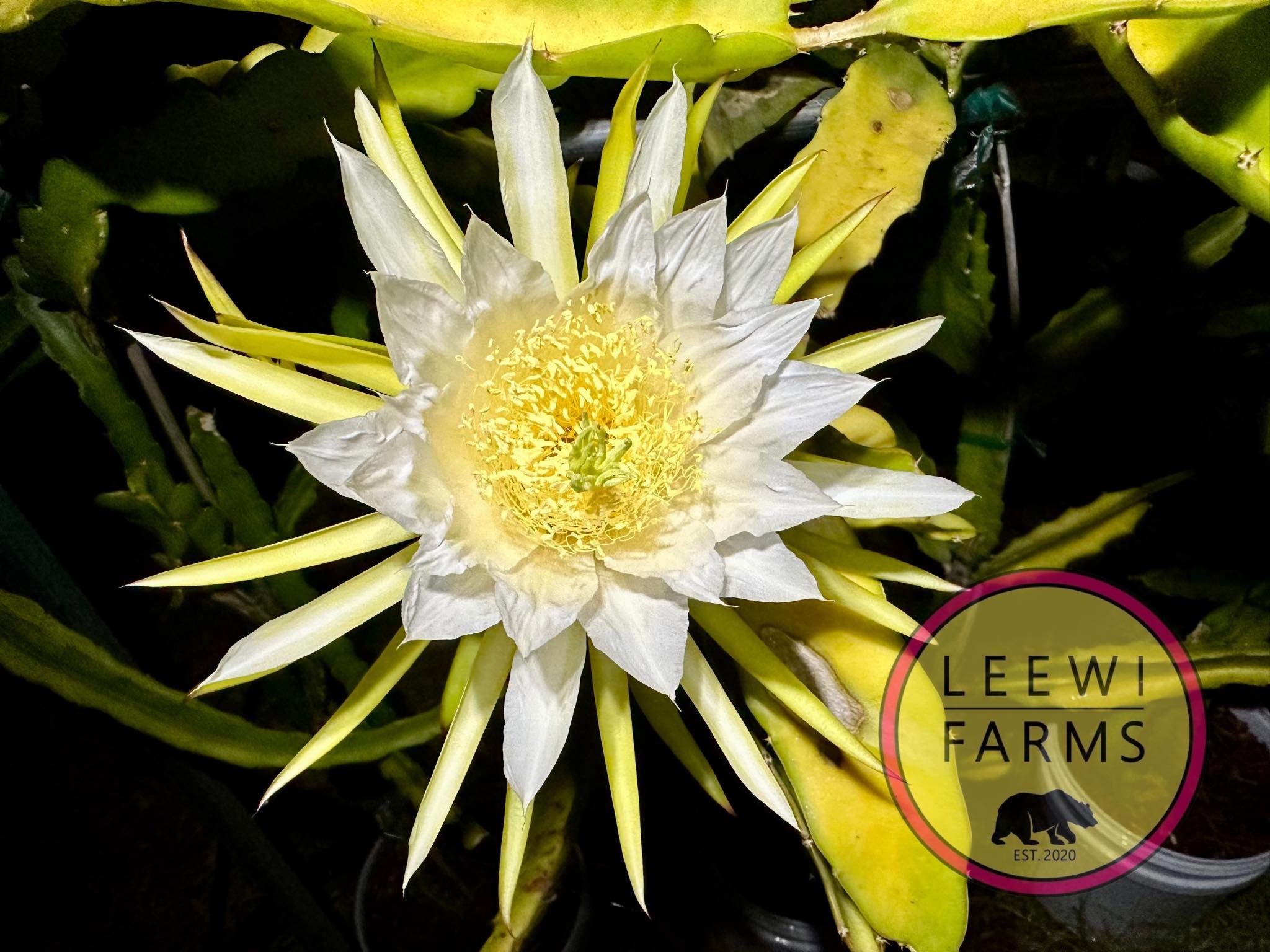 果物 Leo Leo's Best Red | Leewi Farms