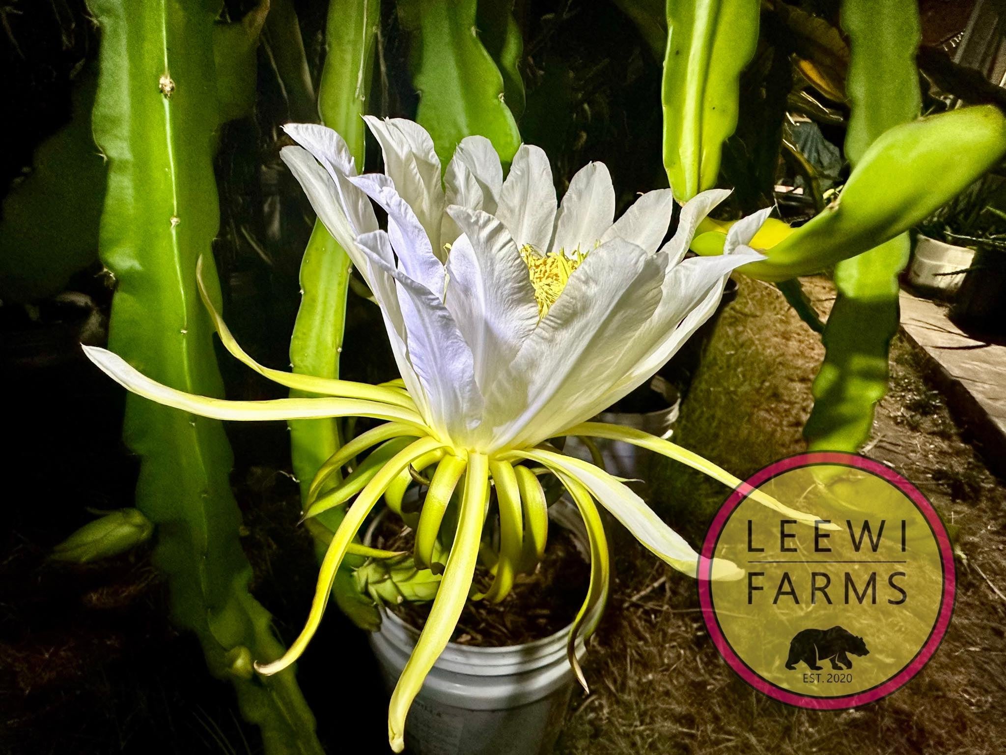 Oliver's Candy Red | Leewi Farms