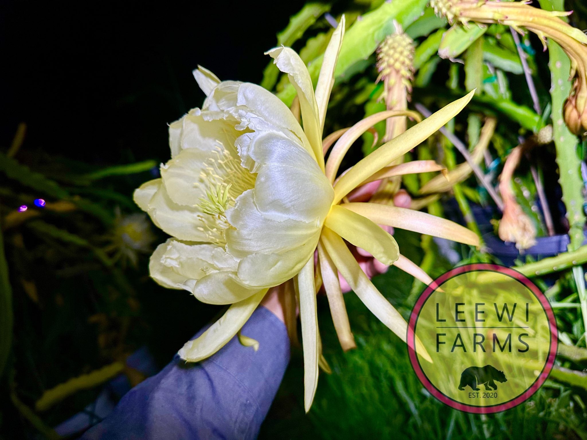 ✨イチジク 苗木 Frank's Saleno✨ Frankies Red | Leewi Farms