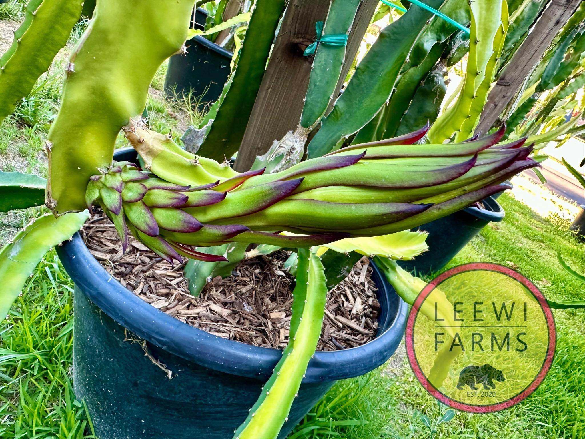 dragon fruit plant for sale Red Dragon fruit Plant  Green Haven Nursery