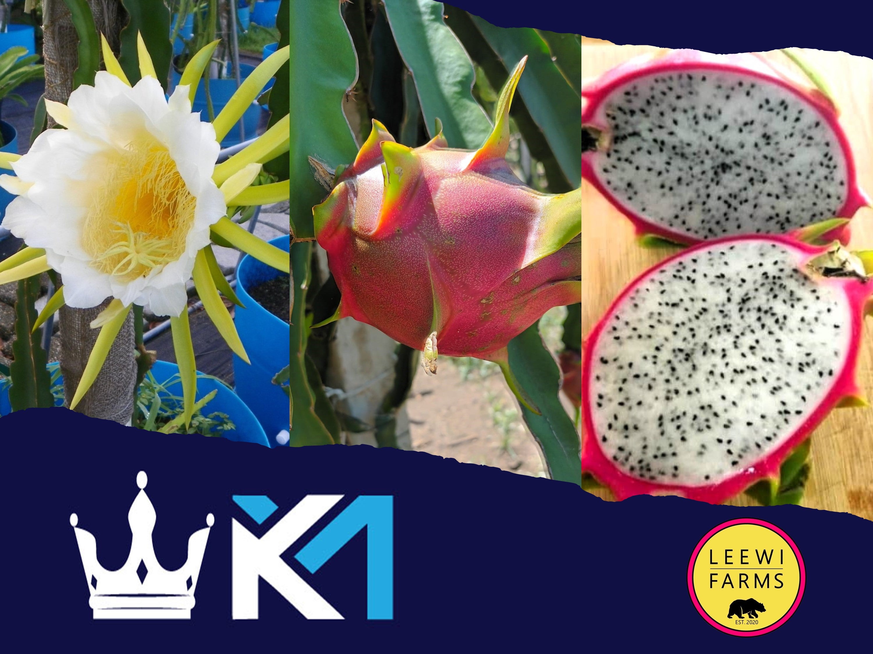 K1 | Leewi Farms