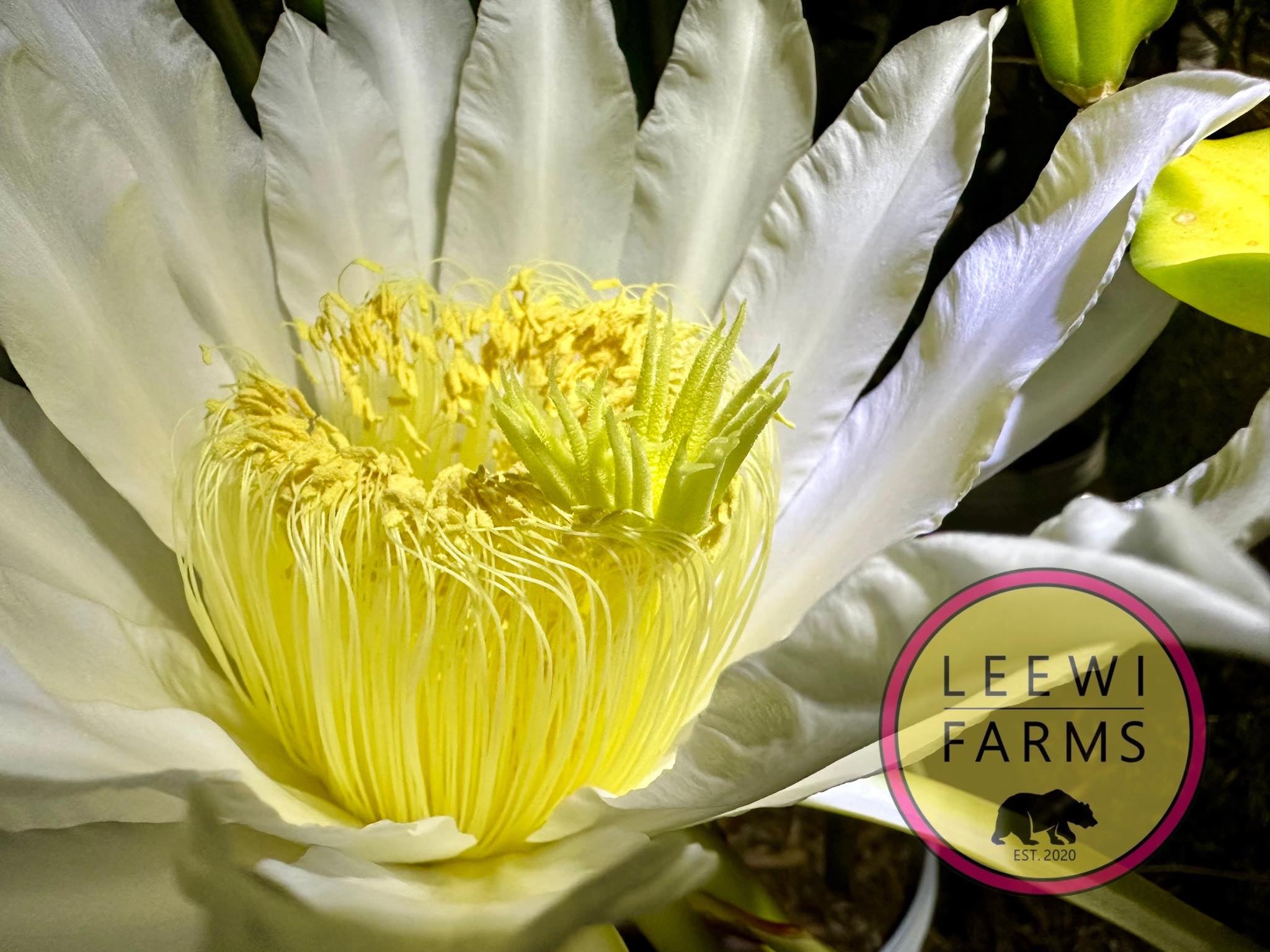 Oliver's Candy Red | Leewi Farms