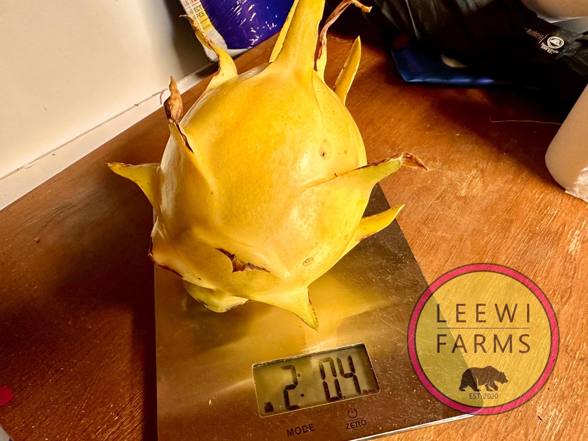 Giant Hawaiian Yellow | Leewi Farms